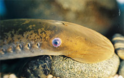 Close up of a sea lamprey attached to a rock