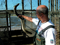 man holding American eel