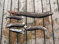 American eels killed by hydroelectric turbines