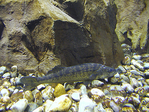 Great Lakes Fishery Commission - Fish Habitat Great Lakes Fishery Commission - Fish Habitat