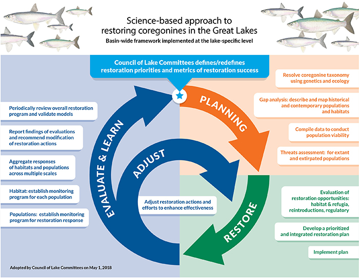 Framework concept image titled Science-based approatch to restoring coregonines in the Great Lakes.  Swirling arrows marked Planning, Restore, Evaluate and Learn, Adjust