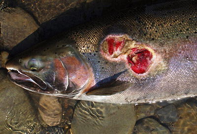 Great Lakes Fishery Commission - Pulse on Science: Project Spotlight