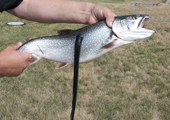 Lake Trout with Sea Lamprey Attached