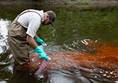 Biologist Applying Red Rhodamine Dye