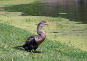 Cormorant on Grass