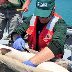 sturgeon tagging