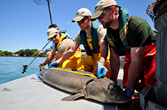 measuring sturgeon