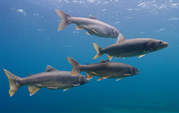 Great Lakes Fishery Commission - Home