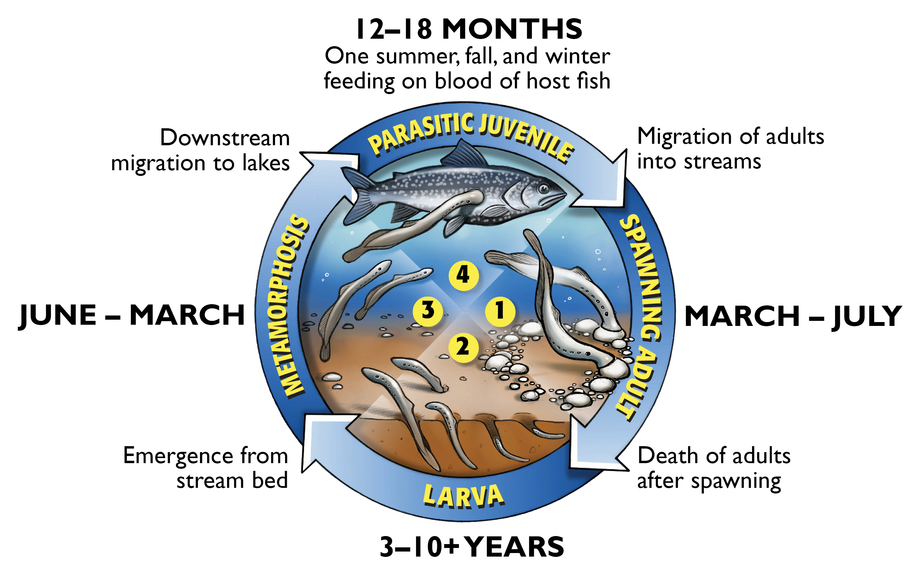 Simple Life Cycle Of A Fish
