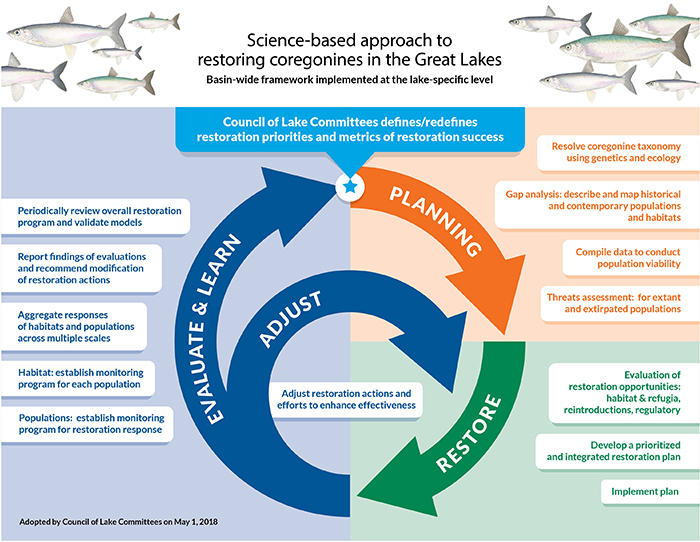 Framework concept image titled Science-based approatch to restoring coregonines in the Great Lakes. Swirling arrows marked Planning, Restore, Evaluate and Learn, Adjust