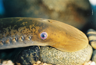 Underwater view of a large lake sturgeon swimming near the rocky bottom of a clear freshwater lake, with light reflecting off its mottled skin and barbels visible beneath its snout.