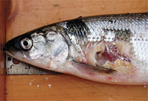 Great Lakes Fishery Commission Sea, Do Sea Lamprey Kill Fish