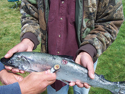 Lamprey Mouth Finger