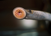 Sea Lamprey Mouth