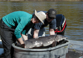 Lake Sturgeon with Sea Lamprey Wounds