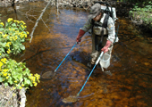 Lamprey Assessment - Electro-fishing