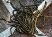 Sea Lamprey in Trap