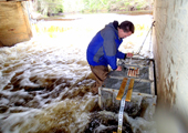 Sea Lamprey Pheromone Research