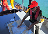 Lake Sturgeon Assessment