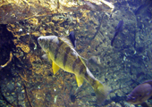 Yellow Perch 