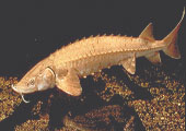 Lake Sturgeon