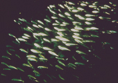 School of Alewives