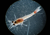Blood Shrimp