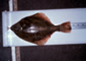 European Flounder