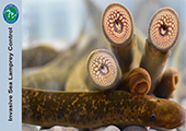 Invasive Sea Lamprey