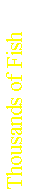 Text Box: Thousands of Fish
